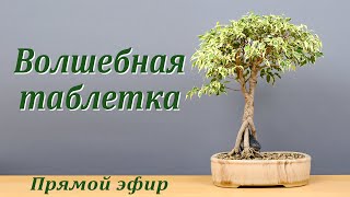 Волшебная таблетка (запись прямого эфира).