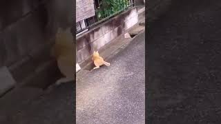 Cats playing cute