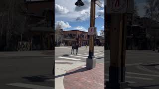 Loose Moose Wanders Around Colorado Town