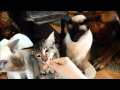 Boerboels, Balinese and Oriental Longhair cats gets treats. の動画、YouTube動画。