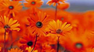 Xarionmusic - Baby I Love You