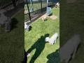 It’s a Dog-Eat-Dog World! Survival of the Furriest!