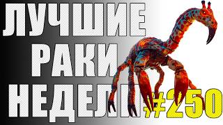 картинка: ЛРН выпуск №250 🤪 ЮБИЛЕЙНОЕ РАКООБРАЗИЕ 🤪  НЕУКЛЮЖИЙ МАСТЕР и ДВУХЭТАЖНЫЙ ТАНК [Лучшие Раки Недели]
