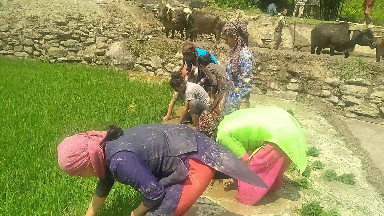 Pahari Rice Rice planting//pahari life//Himachal - YouTube
