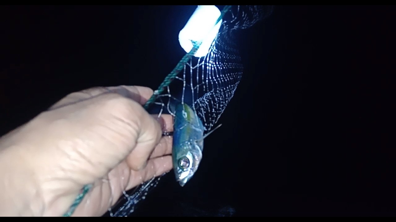 MANCING SEMBARI PASANG PUKAT #fishing #mancing #mancingceria #mancingmania #pukat #ikankembung