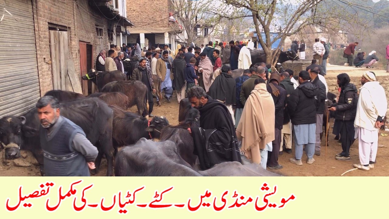 Kattay kattian in muvashi mandi dongi kotli mirpur ajk pakistan \ cattle market dongi kattay kattian
