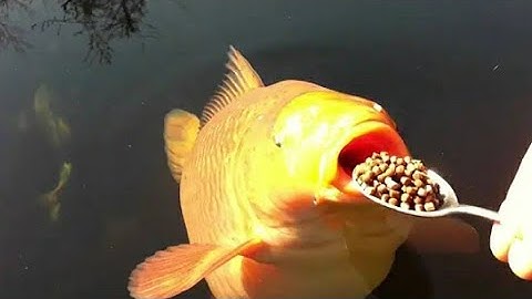 Greedy Chagoi is getting Spoon-fed#FISHING #FISHINGBAIT #FISHVIDEO Amazing Pet Fish  #Shorts #Fish