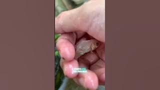 Memelihara  ikan hias dalam galon