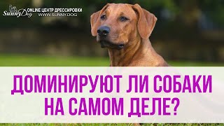 Доминируют ли собаки на самом деле? Нужно ли быть лидером? Доминируют ли собаки на самом деле? Нужно ли быть лидером?