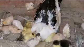 فقس بيض البطه المسكوفى الخليط لأكبر عدد من الكتاكيت البلدى والبط