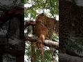 Intense Lion Hunt vs Deer – Jungle Ki Sabse Khaufnaak Shikar Ki Ladai