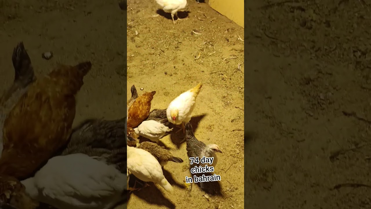74 day chicks in bahrain 