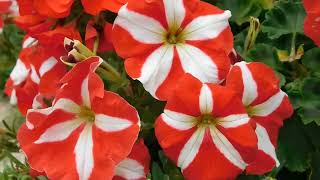 The Garden Flowers - Meditation Relaxing Soft Calm Background Music for Videos Copyright Free screenshot 1