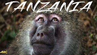 TANZANIA SAFARI in SERENGETI | ZANZIBAR Landscapes And Wildlife (Travel Video)