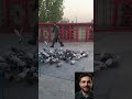 طريقة رائعة لجذب الحمام