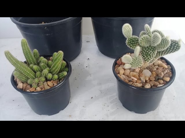 Replantando cactos de forma fácil na areia - YouTube