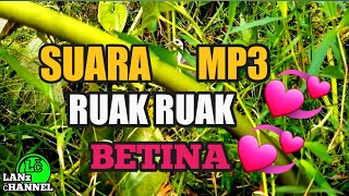 MP3 SUARA RUAK RUAK BETINA | MANTAP,, PADUU,, PASTI DI SAHUT BURUNG LIAR