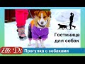 Прогулка с собакой - два джек рассел терьера! Гостиница для собак у Elli Di.