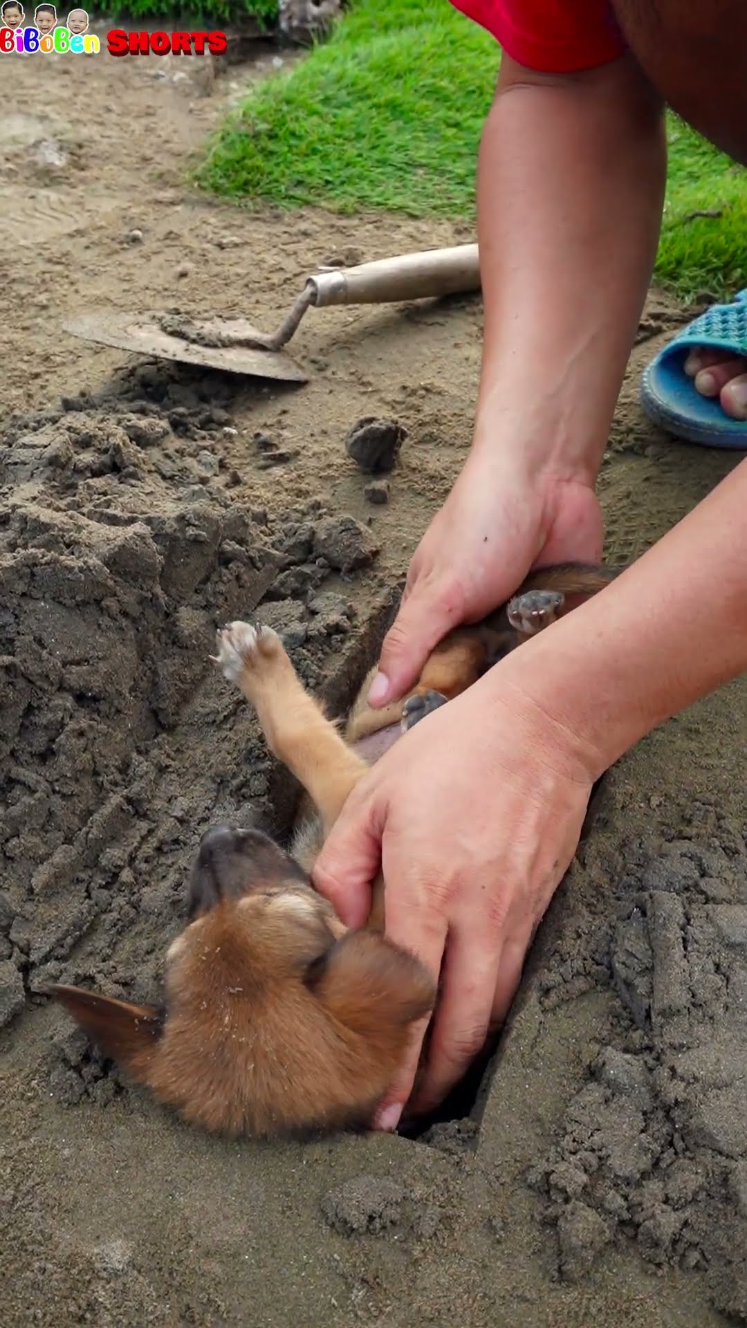 BiBoBen Shorts | Prank on puppy ?