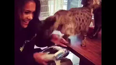 Watch the video about Savannah cat F1 Shaï fighting for his oreos cookies!!! Best add ever!!!!