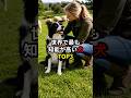 世界で最も知能が高い犬TOP3 #世界 #雑学 #豆知識