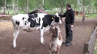 Azylová farma Libchavští chlupáči