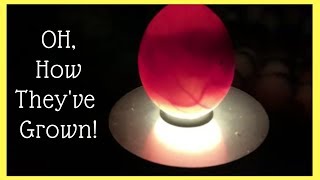 OH, How They've Grown!  Candling Chicken Eggs at Day 14.