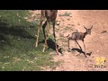 Gerenuk Calf is Born & Takes First Steps!