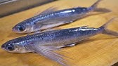 飛魚 とびうお のさばき方 How To Filet Flying Fish 日本さばけるプロジェクト 海と日本プロジェクト Youtube