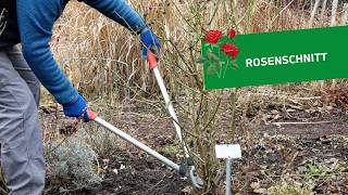 Rosenschnitt im Frühjahr ✂️🌹 Beet-, Edel- und Strauchrosen richtig schneiden