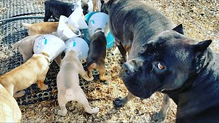 Cane Corso Protects Puppies from Large Bird of Prey