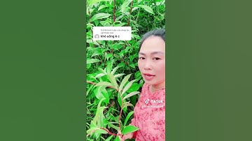 củ cát lồi có dễ uống không