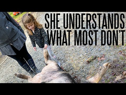 3 Year Old Watches A Pig Slaughter