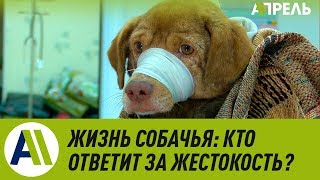 Жизнь собачья: Кто ответит за жестокость? \\\\ Апрель ТВ