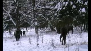 Carpathian wildlife - European bison (Bison bonasus).avi(This video footage comes from Vanatori Neamt Natural Park situated in the eastern part of Romanian Carpathians. There is a 180 ha acclimatization enclosure ..., 2010-07-27T08:47:58.000Z)