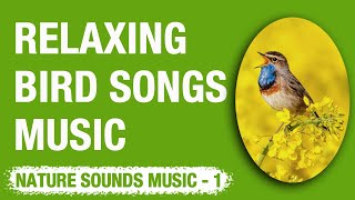 Relaxing Bird Sounds Meditation Music | Rahatlatıcı Kuş Sesleri Meditasyon Müziği 34 screenshot 5