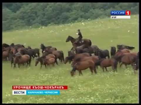 Видео: Конска порода Карачай хипоалергенна, здраве и продължителност на живота