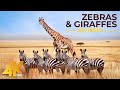 4K African Animals - Zebras and Giraffes - Amazing African Wildlife Footage - Kalahari Desert