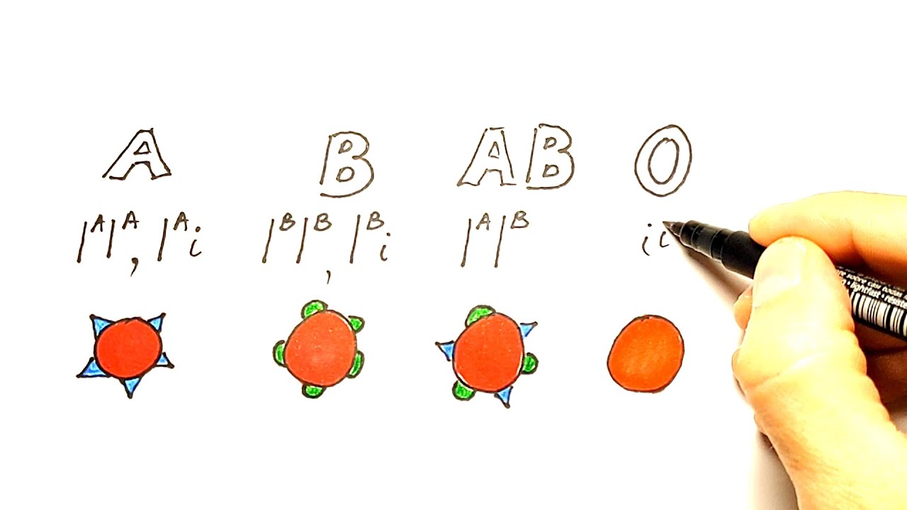 TIPOVI NASLJEĐIVANJA: DOMINANTNO-RECESIVNO, INTERMEDIJARNO, KODOMINANTNO, VEZANI GENI, POLIGENSKO...