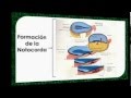 Formación de la Notocorda- Neurulación