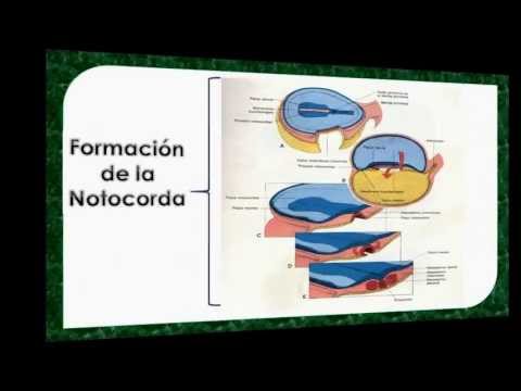 Vídeo: Diferencia Entre Notocorda Y Cordón Nervioso