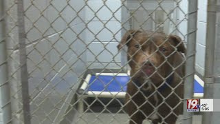 Keeping Animals Safe in Dangerously Cold Weather