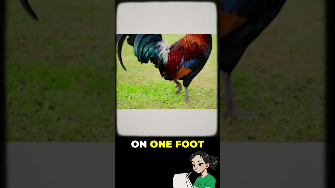 How to Draw a ROOSTER 🐓 Chinese Zodiac Animals