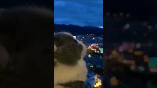 Akşam Olur Karanliğa Kalirsin