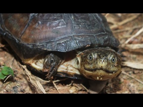 Видео: Африканская черепаха с боковым горлом - Pelusios Castaneus Рептилия Гипоаллергенная, здоровая и продолжительная жизнь