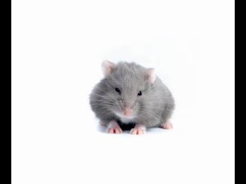 Video: Inflamația Plămânilor La Hamsteri