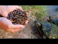 Turtles Love Crickets!