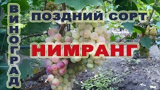 🍇 Виноград Нимранг - поздний сорт.Обзор