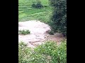 Download Himachal ,mandi,jarroli Sianji Kansha River Flood & Rescue Ndrf 2 Himachal ,mandi,jarroli Sianji Kansha River Flood & Rescue Ndrf 2