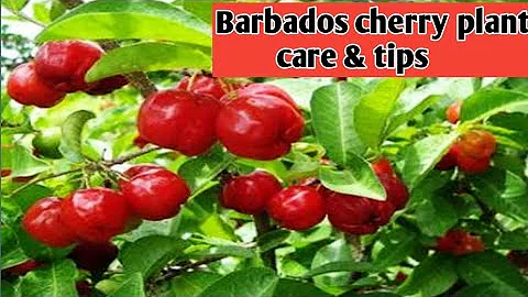 How to grow Barbados cherry plant at home. Care & ...